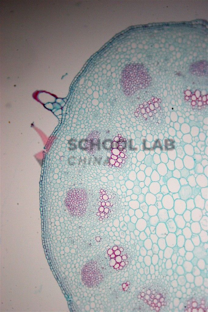 Prepared Microscope Slide - Sunflower (Helianthus): Stem T.S.